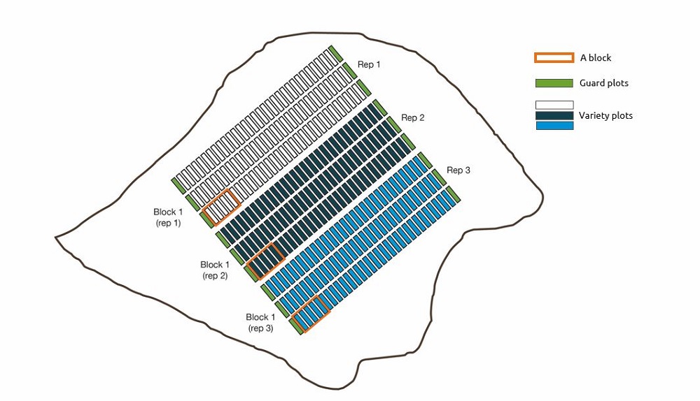 A schematic plan of an RL trial site showing variety plots